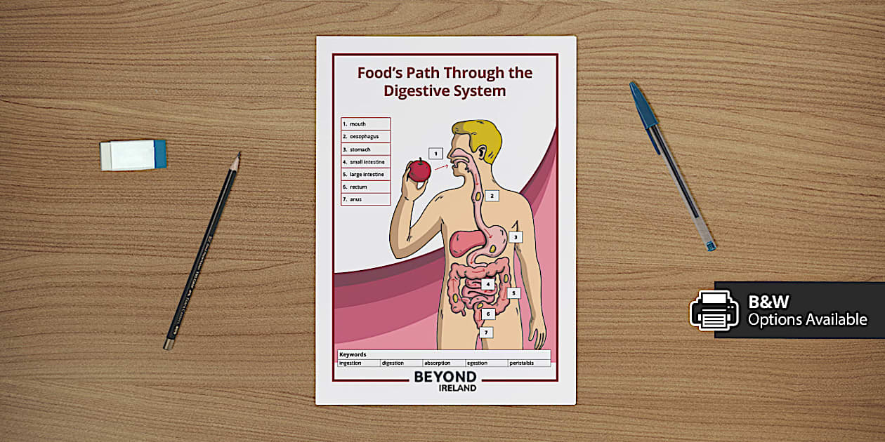 Food Path Food's Path Through the Digestive System