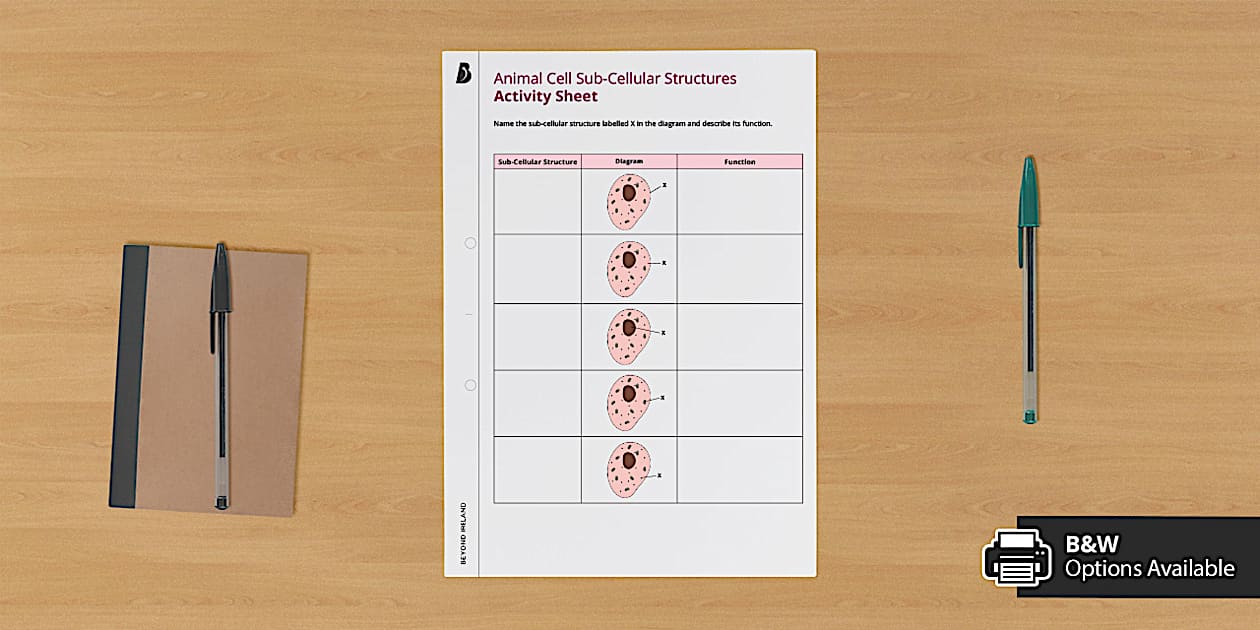 Animal Cell Sub-Cellular Structures Activity Sheet