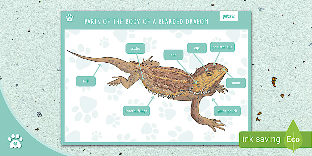 Bearded Dragon Anatomy Poster Bearded Dragon Body Parts