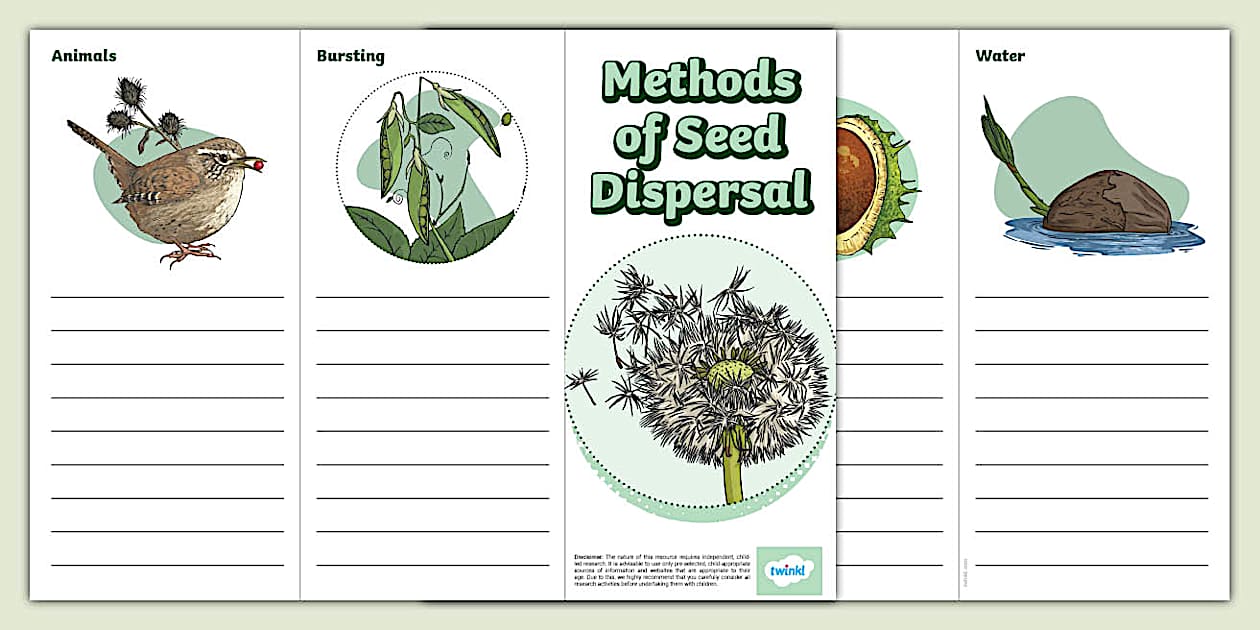Methods Of Seed Dispersal Leaflet Template teacher Made Methods Of Seed Dispersal Leaflet Template teacher Made