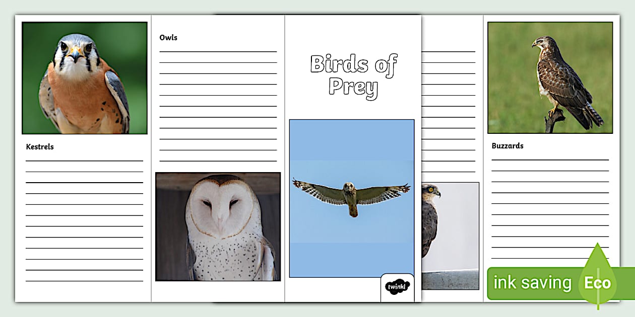 Birds of Prey Leaflet Template (teacher made) - Twinkl