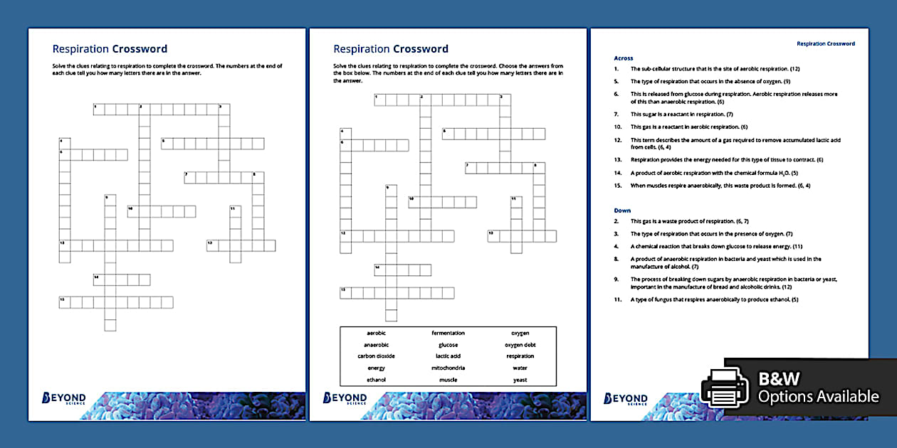 Respiration Crossword KS3 Science Beyond Secondary