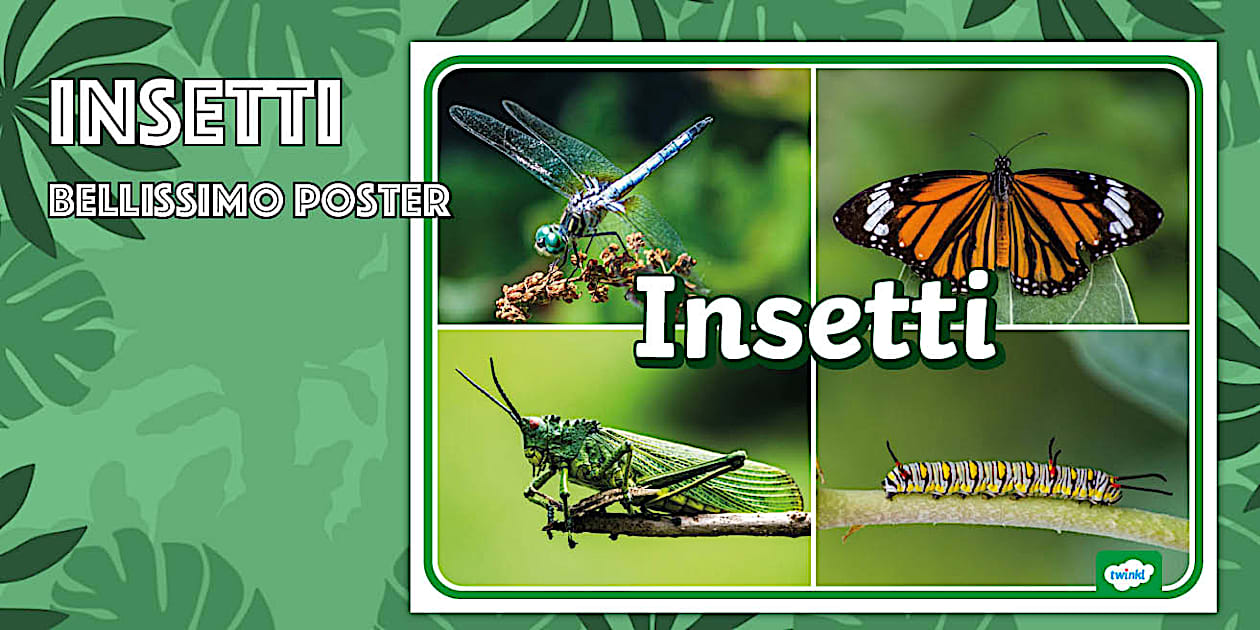 Teste Insetti Poster: Insetti - Twinkl Scienze Materiale