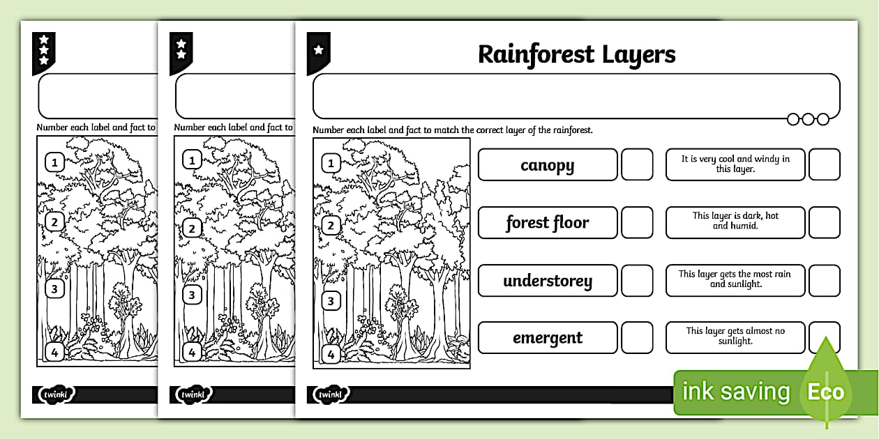 Differentiated Rainforest Layers Activity Sheet Twinkl
