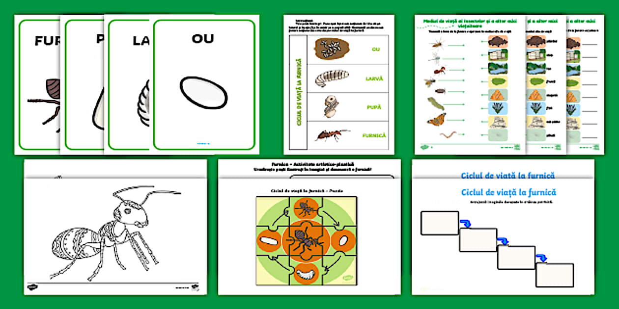 Informații despre furnici - Activități pentru copii - Twinkl