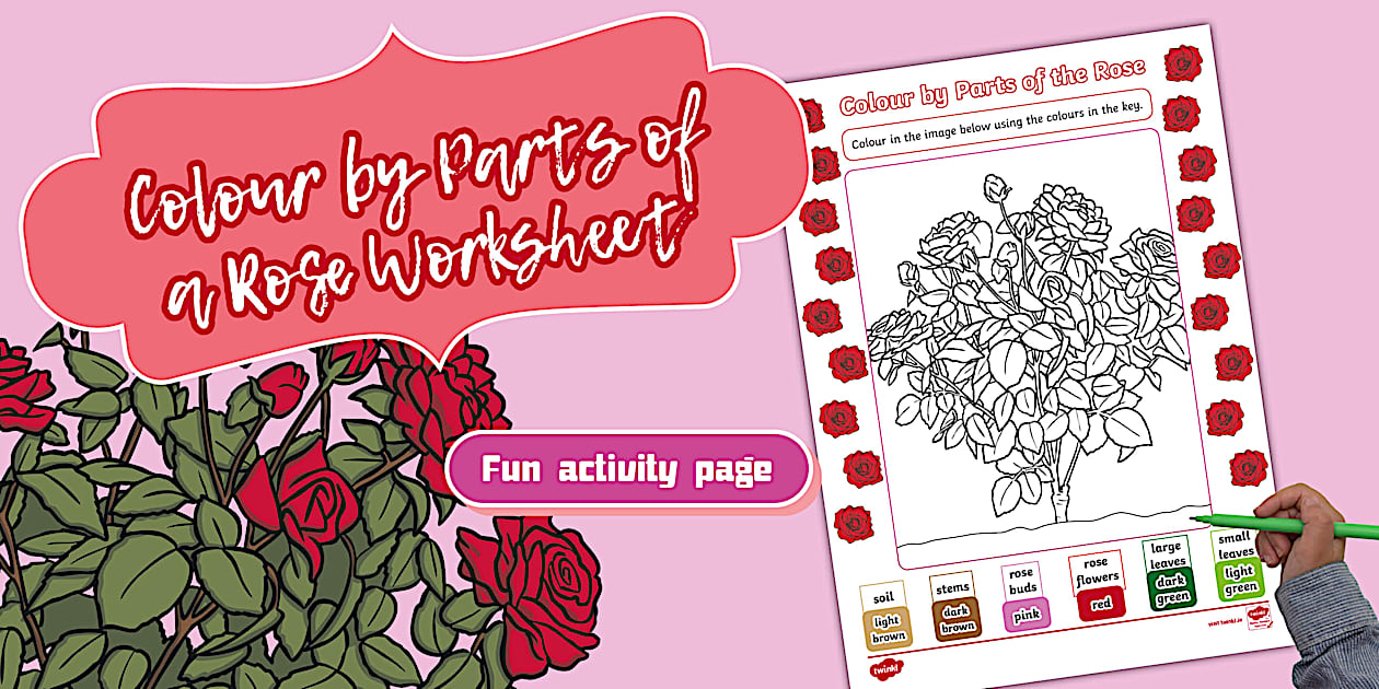 White Roses Simple Worksheet Colour by Parts of a Rose Worksheet