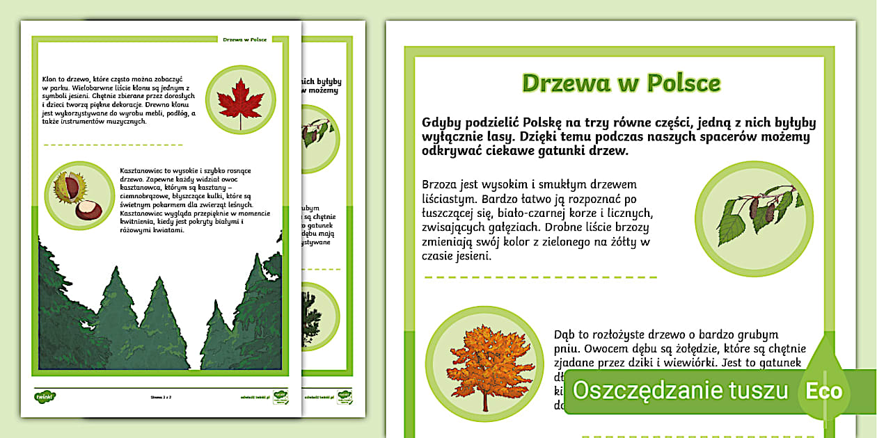 Drzewa w Polsce | Karta faktów | Ciekawostki o drzewach