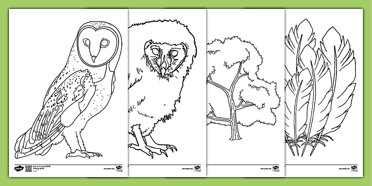 owl-pictures-to-colour-in-primary-resources-teacher-made