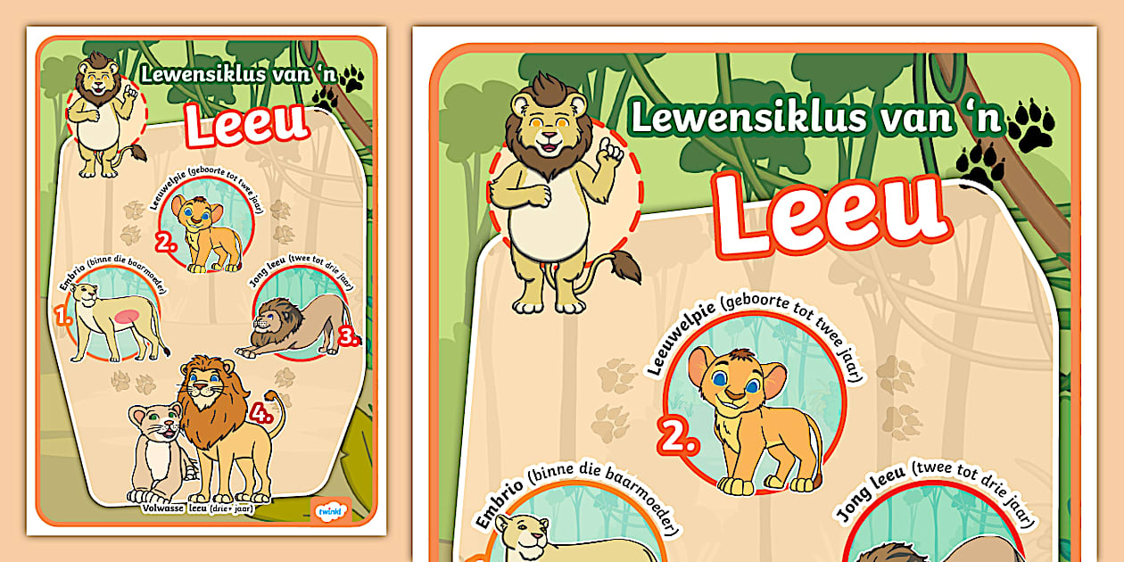 Leeu Lewensiklus van 'n Leeu Vertoonplakkaat