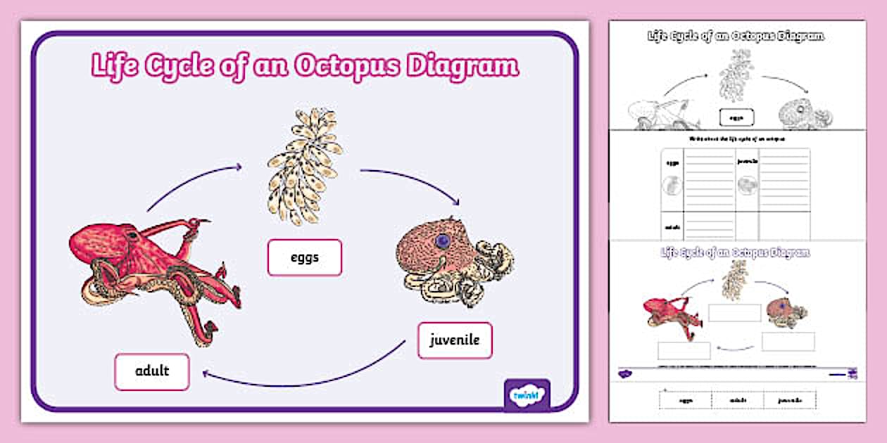 Life Cycle of an Octopus Diagram Resource Pack Twinkl
