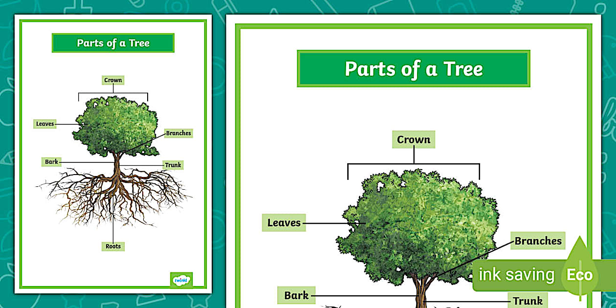 Editable Parts of a Tree Poster (teacher made) - Twinkl