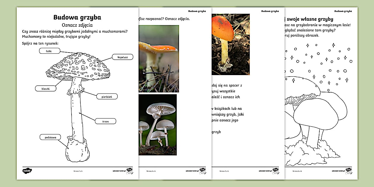 Sprawdzian Edukacja Przyrodnicza Grzyby Klasa 3 Budowa grzyba karty pracy | Karty pracy | Grzyby - Twinkl