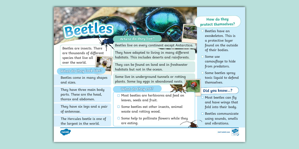 ks1-beetle-fact-file-lehrer-gemacht-twinkl