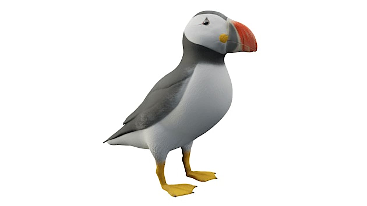 Puffin Model 3D Model: Birds - Atlantic Puffin (teacher made) - Twinkl