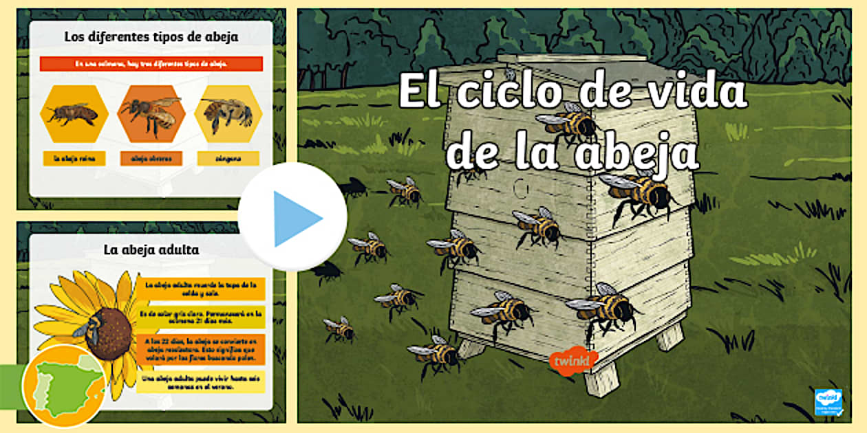 Presentación: El ciclo de vida de la abeja - Twinkl