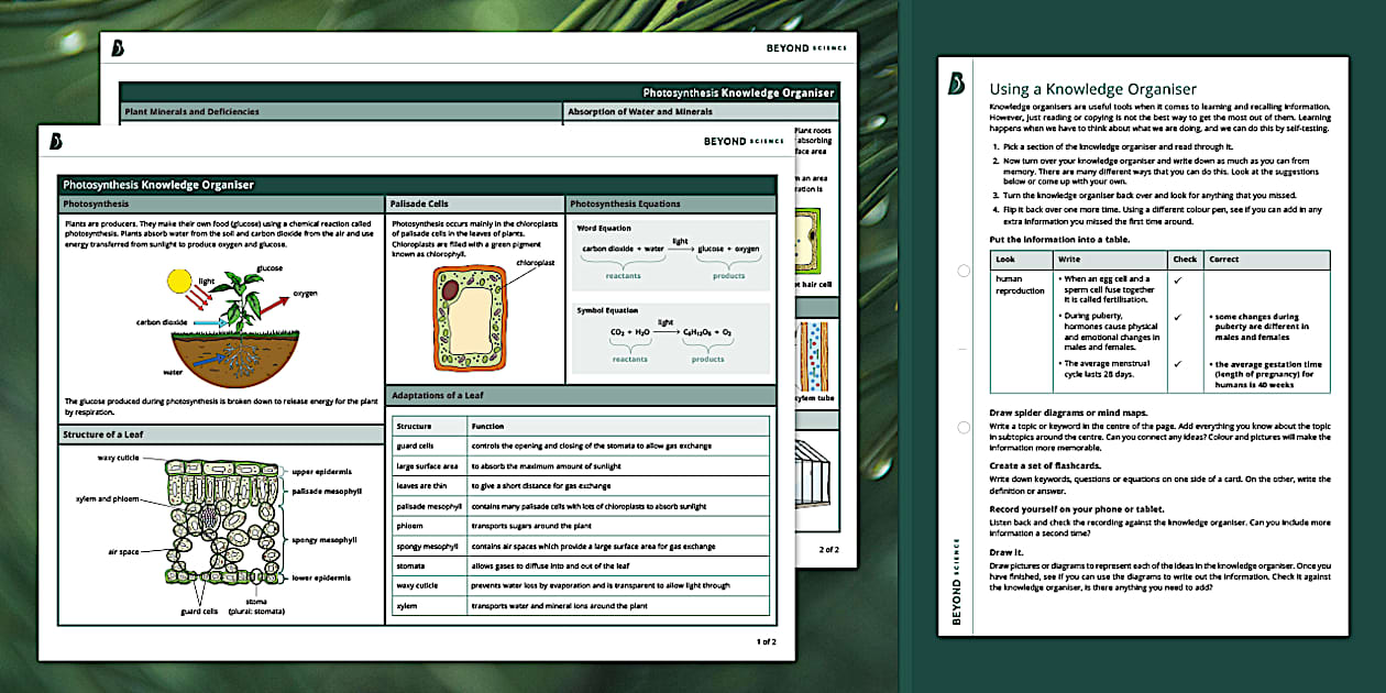 KS3 Photosynthesis Knowledge Organiser | Beyond Science