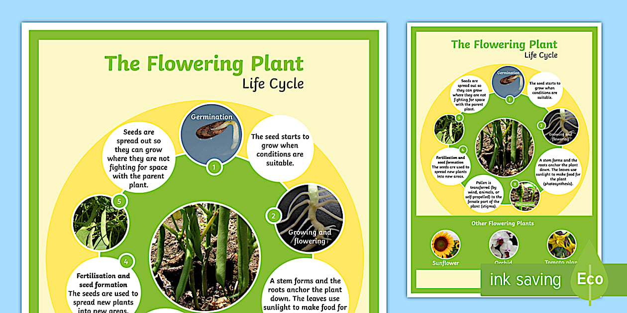 Flowering Plant Poster - Plant Life Cycle Display Resource