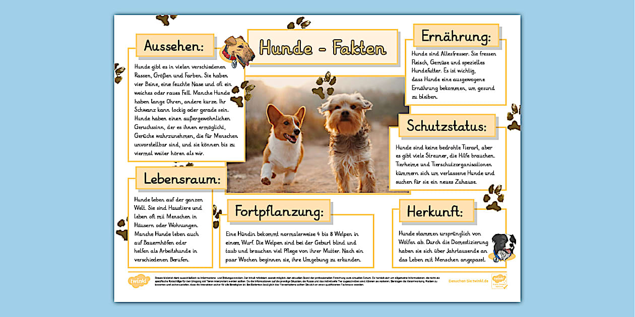 hunde-fakten-teacher-made-twinkl