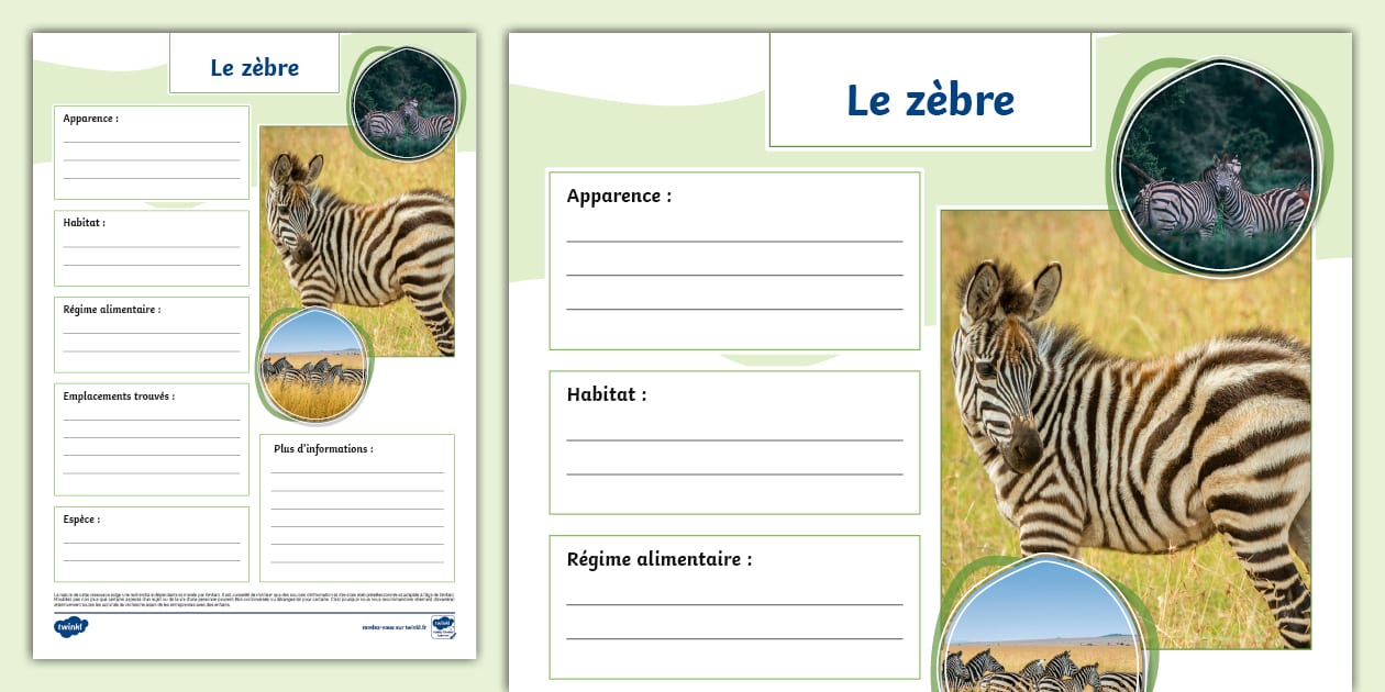 Fiche d'informations : Le zèbre (teacher made) - Twinkl