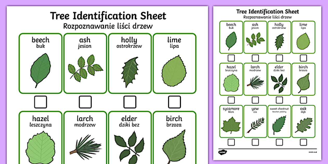 Tree Guide Sheets Tree Identification Sheet Polish Translation (teacher made)