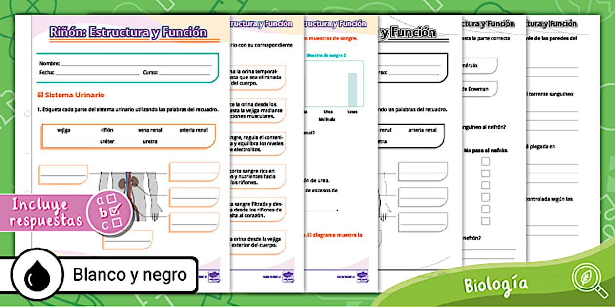 Sistema Urinario | Orina | Riñón | Nefrón | Guía | 8° | Urea