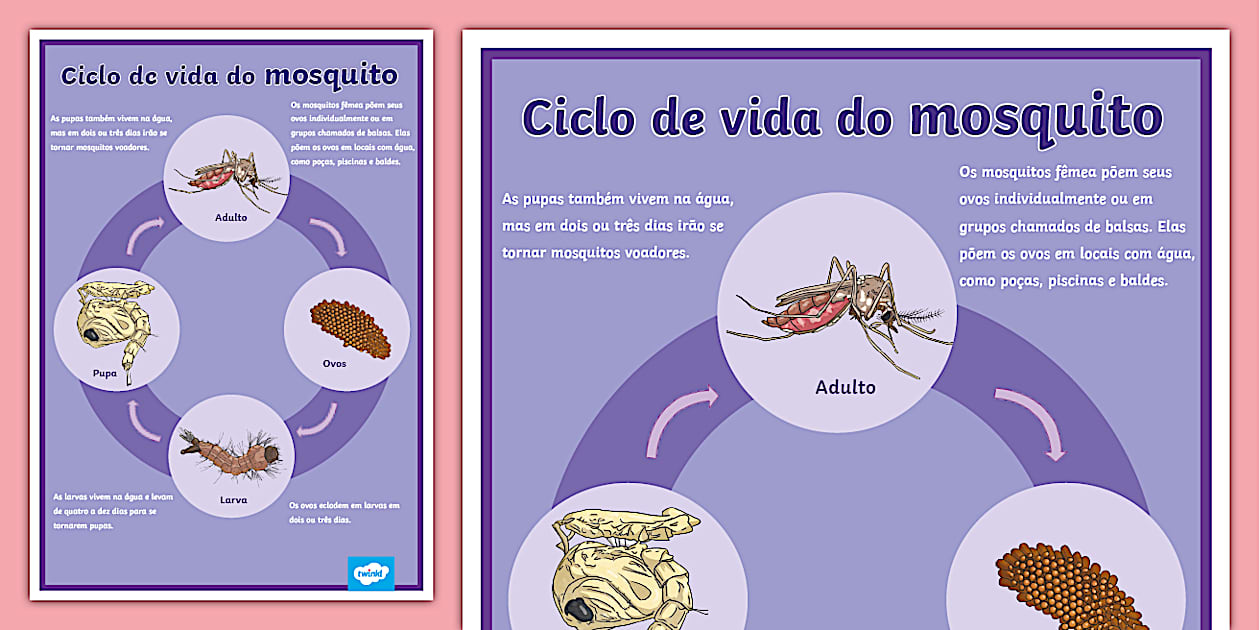 Ciclo de vida do mosquito - Pôster (teacher made) - Twinkl