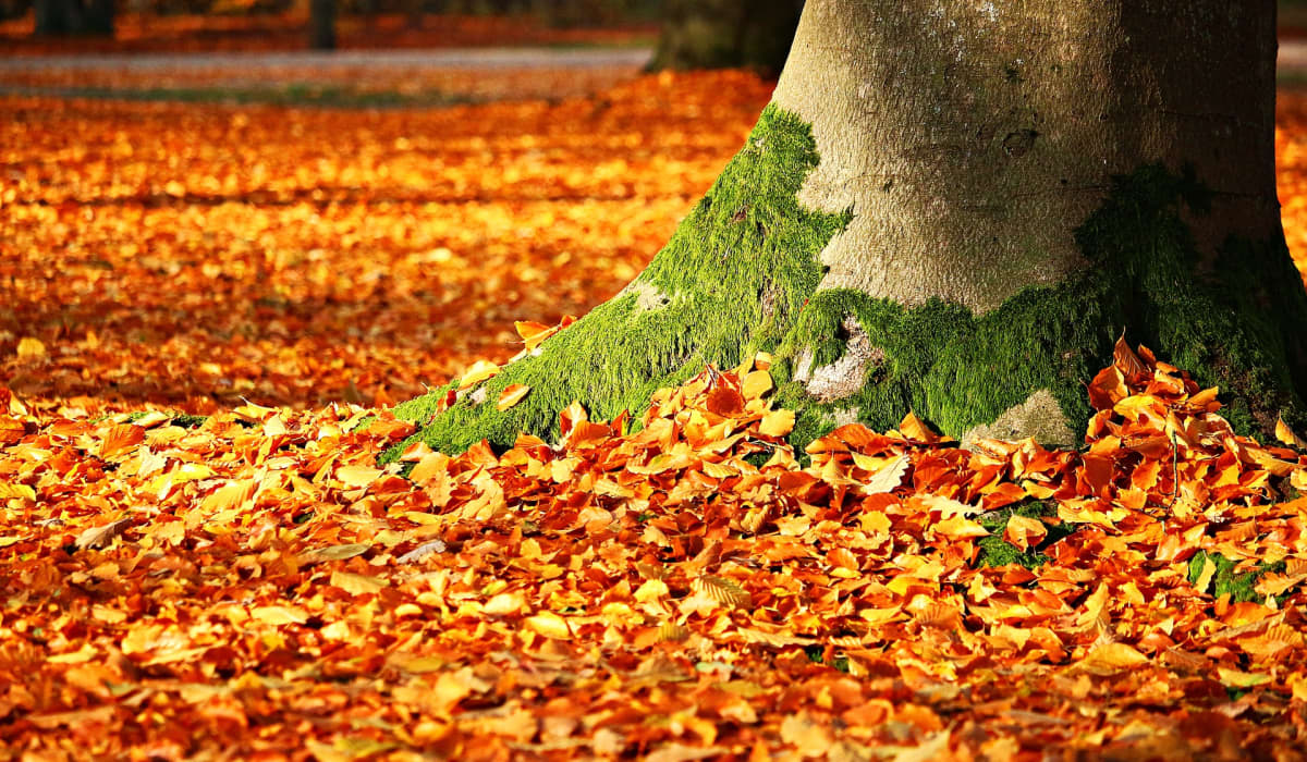 Leaves Falling Off Trees Early - Twinkl NewsRoom - Twinkl