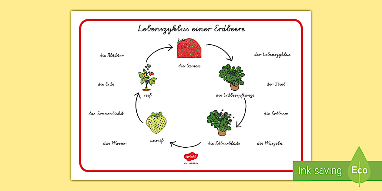 Der Lebenszyklus Einer Erdbeere Wortschatzsammlung Querformat der-lebenszyklus-einer-erdbeere-wortschatzsammlung-querformat