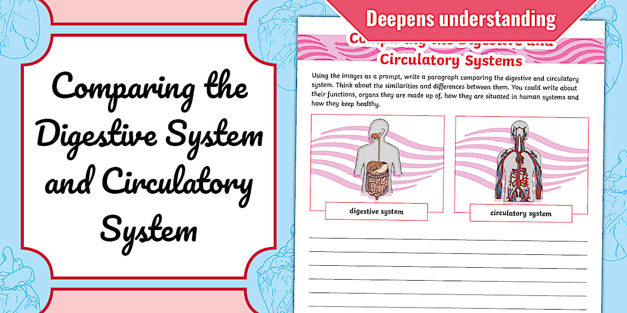 Comparing the Digestive System and Circulatory System Worksheet