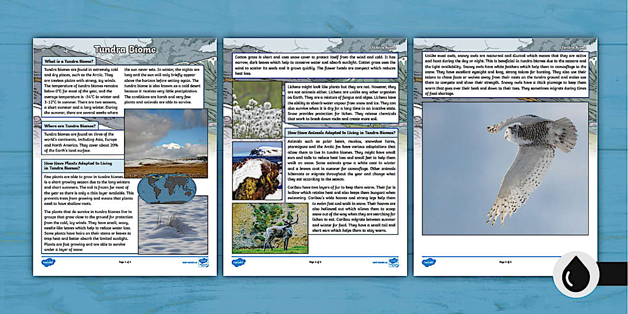 FUN FACT ABOUT TUNDRA BIOME visual data 3