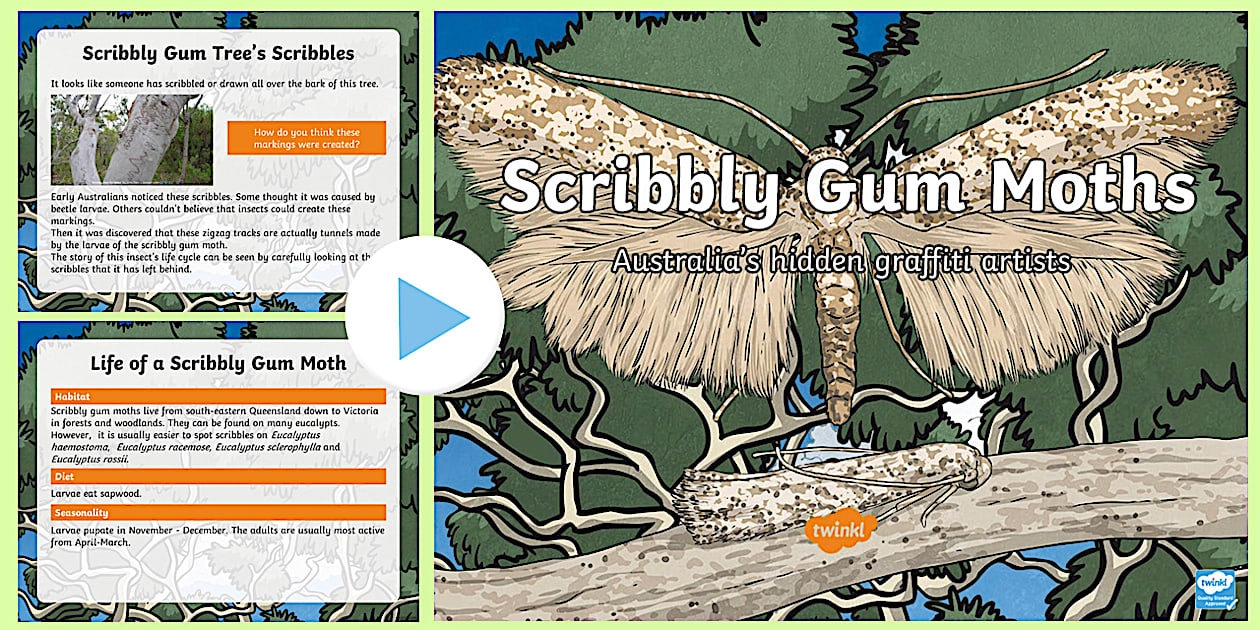 Scribbly Gum Moth PowerPoint - Twinkl