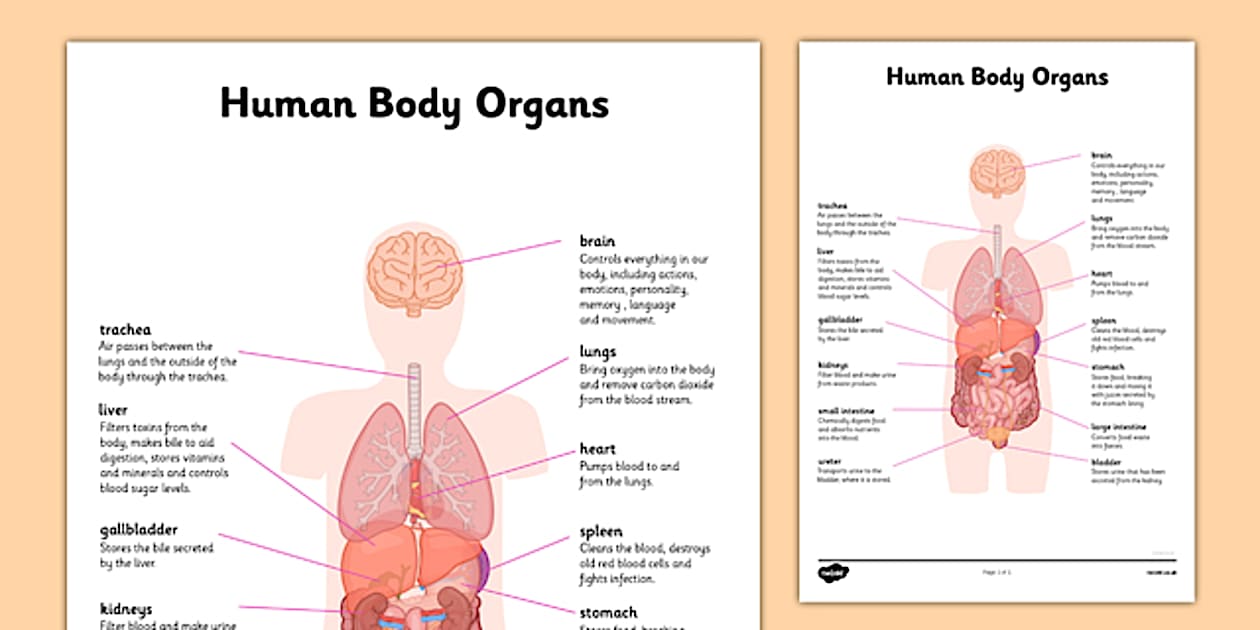 Organ Map | Diagram of Human Body Internal Organs Functions