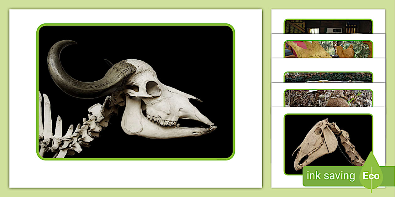 Herbivore Skulls Photo Pack