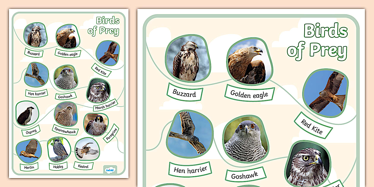 UK Birds of Prey Poster | KS1 Display Resources - Twinkl