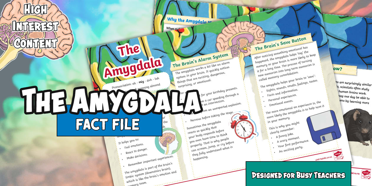 The Amygdala Fact File