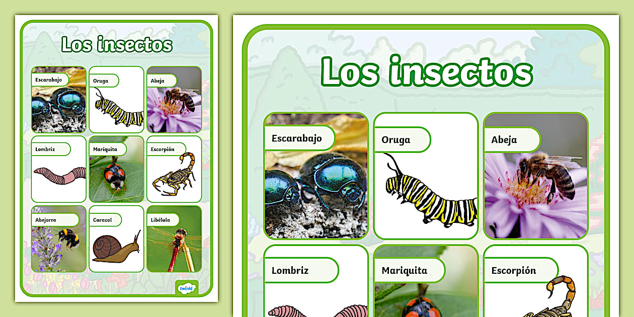 Lámina de los insectos | Recursos Educativos Twinkl