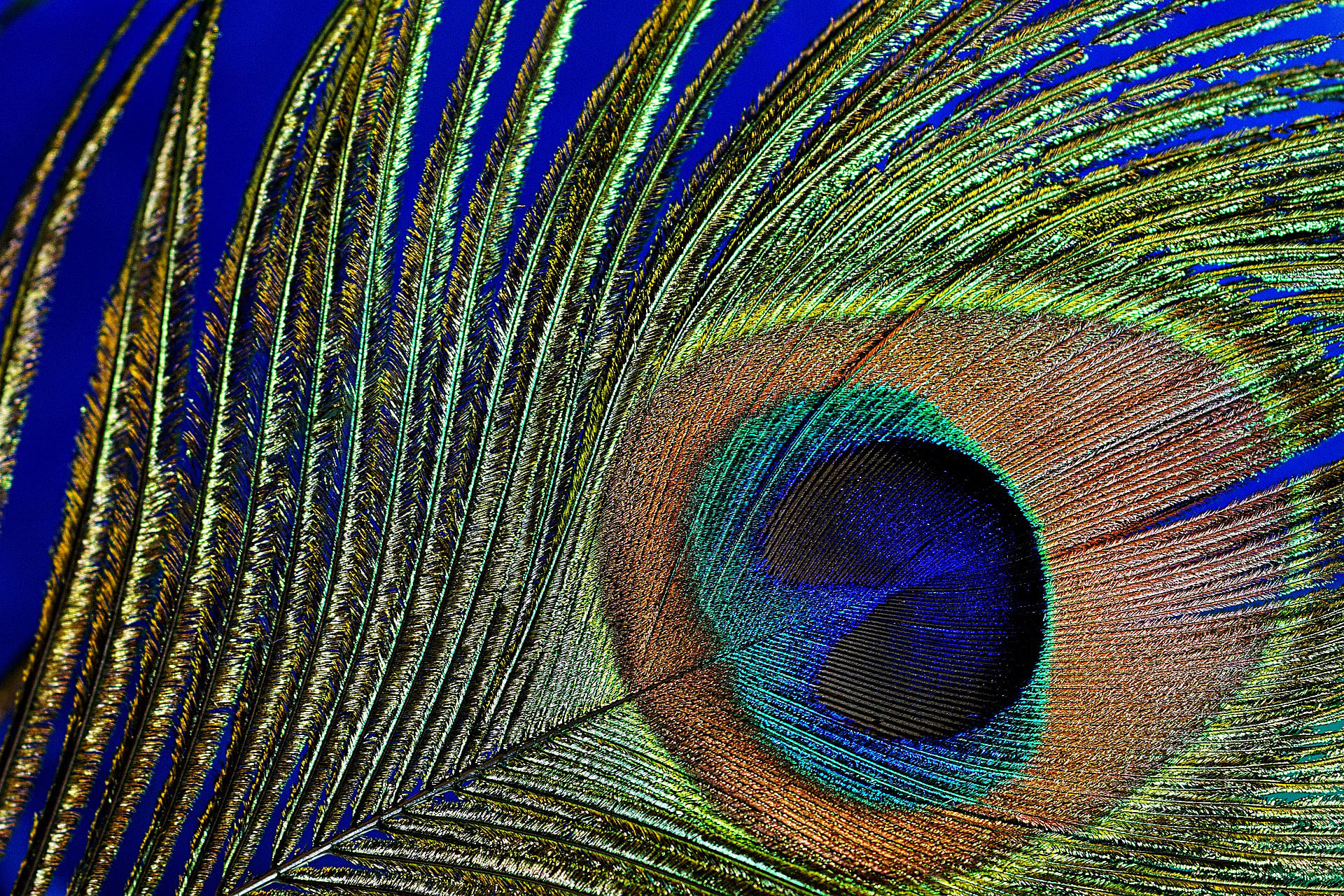 Blue Classroom Starters & Teaching Ideas - Twinkl