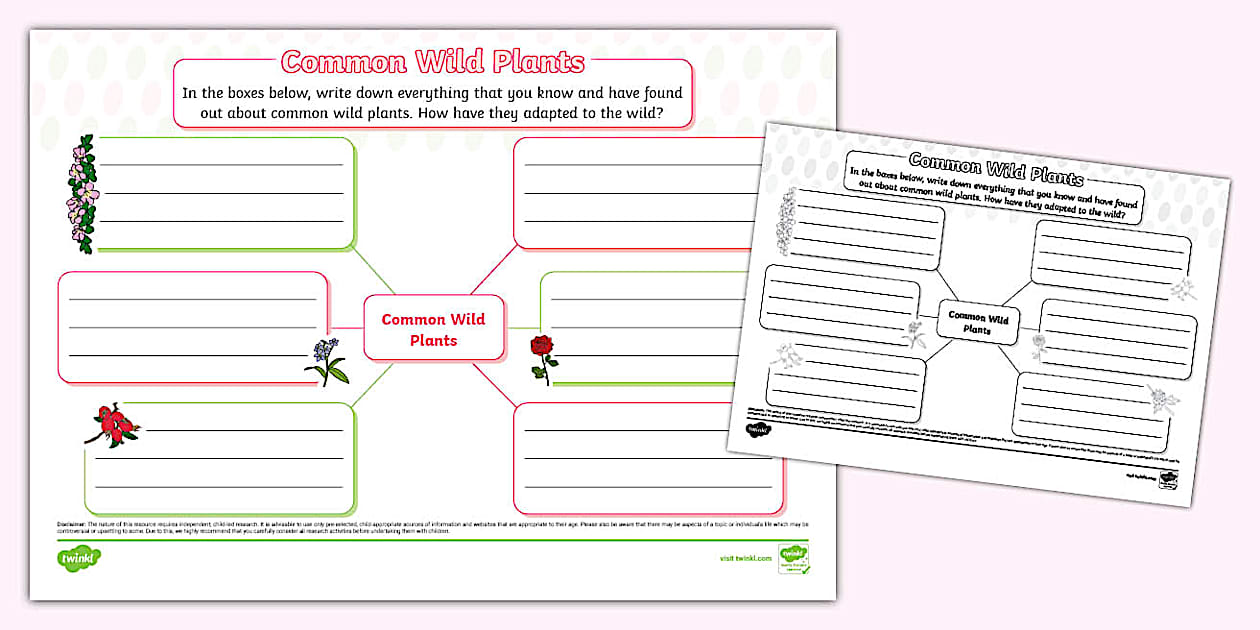 Common Wild Plants Mind Map (l'enseignant a fait) - Twinkl