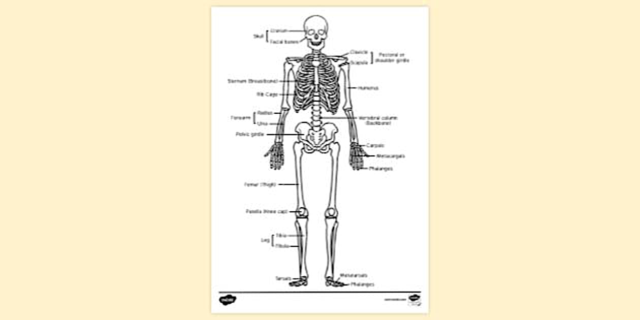 Skeletal System Skeleton Labelled Colouring Sheet - Twinkl