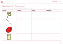Specialized Cells Worksheet - Science Resource - Twinkl