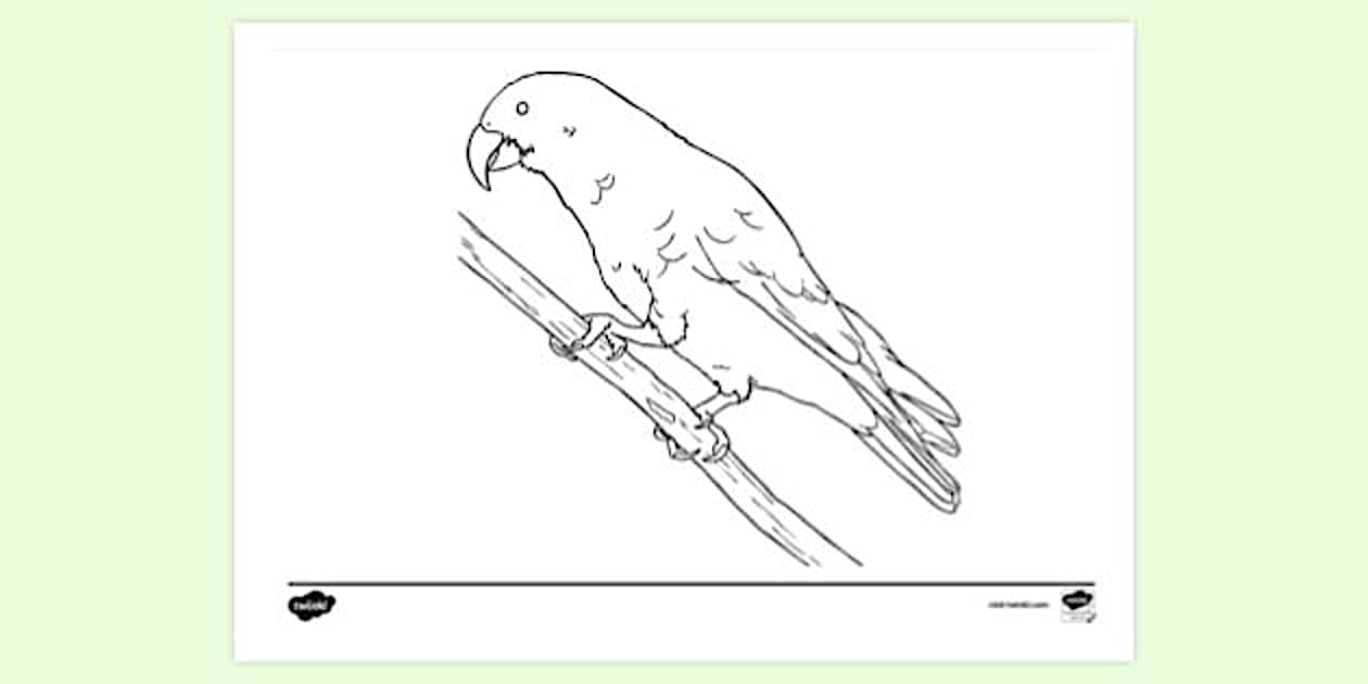 Kaka Parrot Normal Eyes | Colouring Sheets (teacher made)