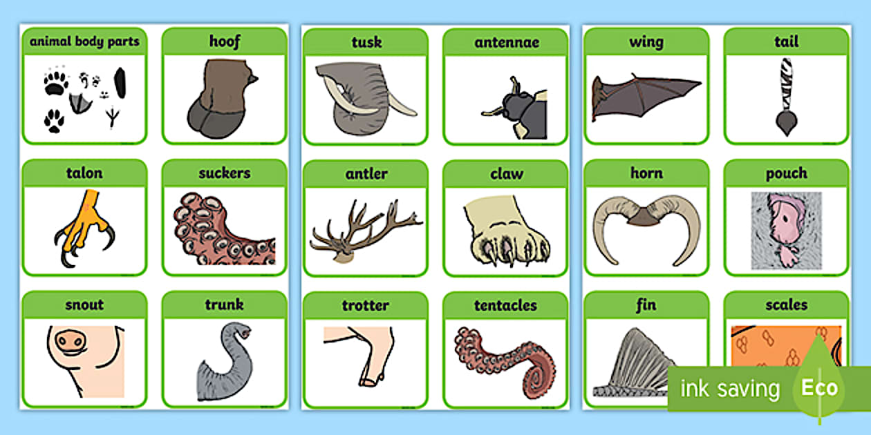 Black and White Animal Body Parts Flashcards (teacher made)