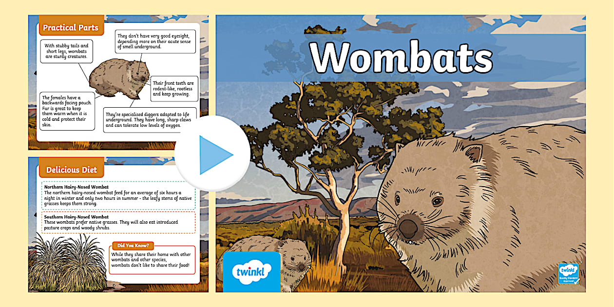 Wombat PowerPoint (teacher made) - Twinkl