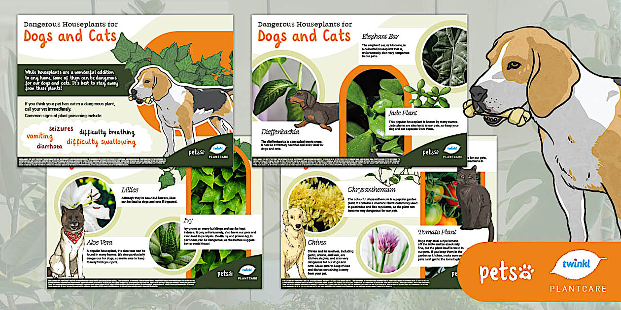 Curated visual reference: Picture Idea: Dangerous Houseplants For Dogs And Cats