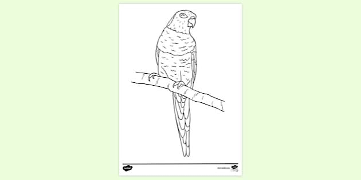 Rainbow Lorikeet Colouring Colouring Sheets Twinkl