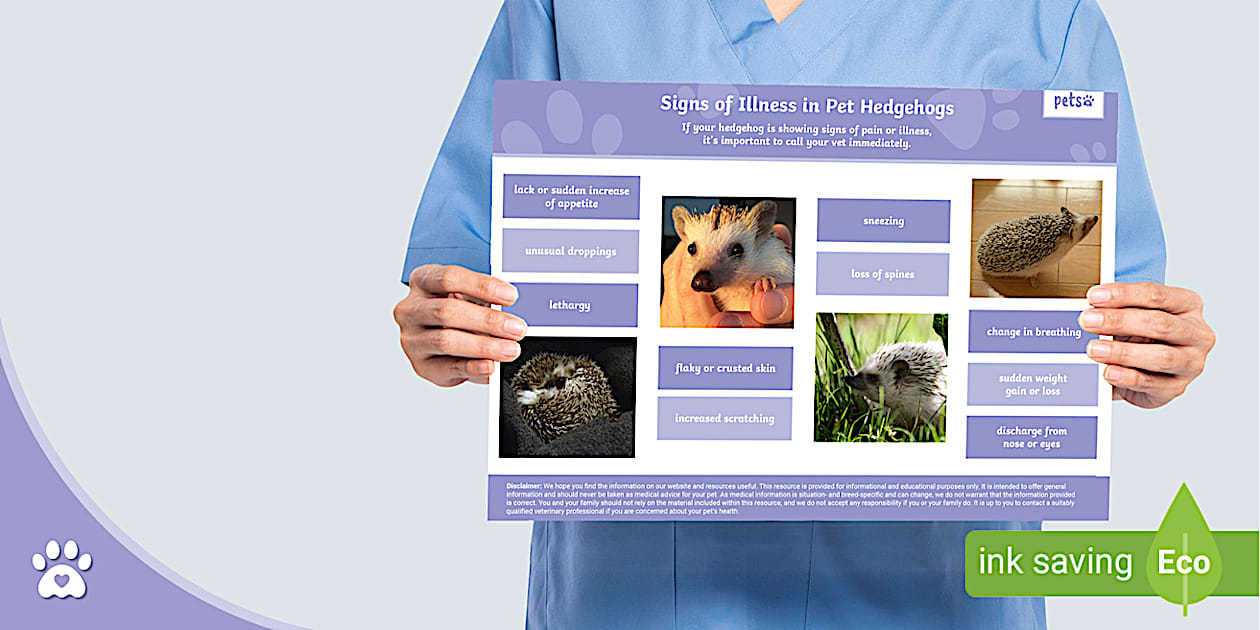 Gallery Detail: Signs Of Illness In Pet Hedgehogs Poster