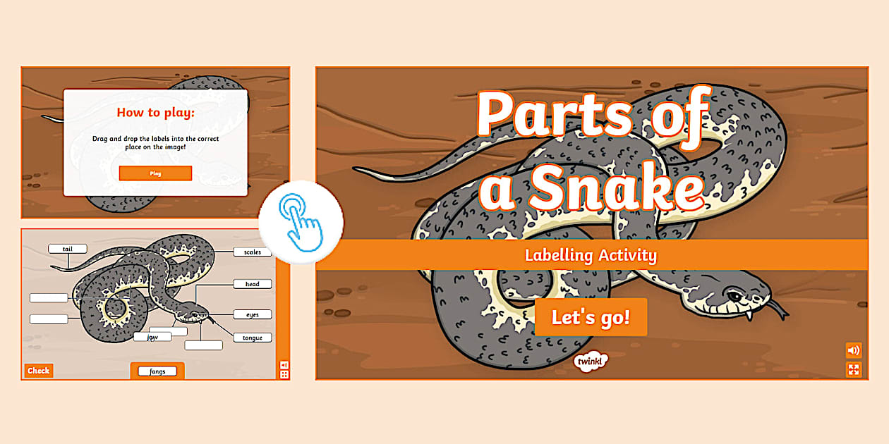 Parts of a Snake Interactive Labelling Activity - Twinkl