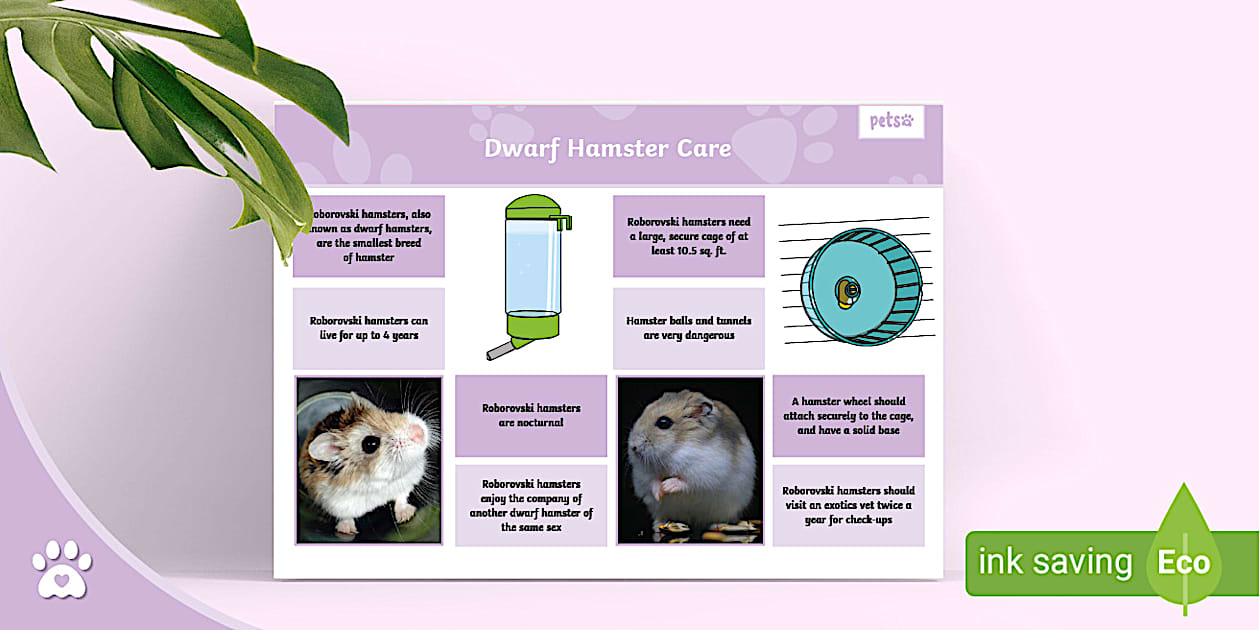 Image showcasing Dwarf Hamster Care Sheet - Fact Sheet - Dwarf Hamster Facts