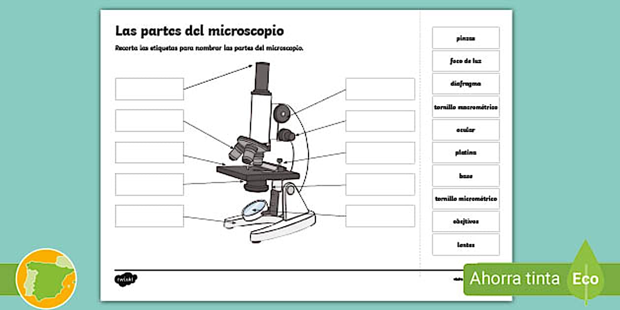 Ficha de actividad: Las partes del microscopio - Twinkl
