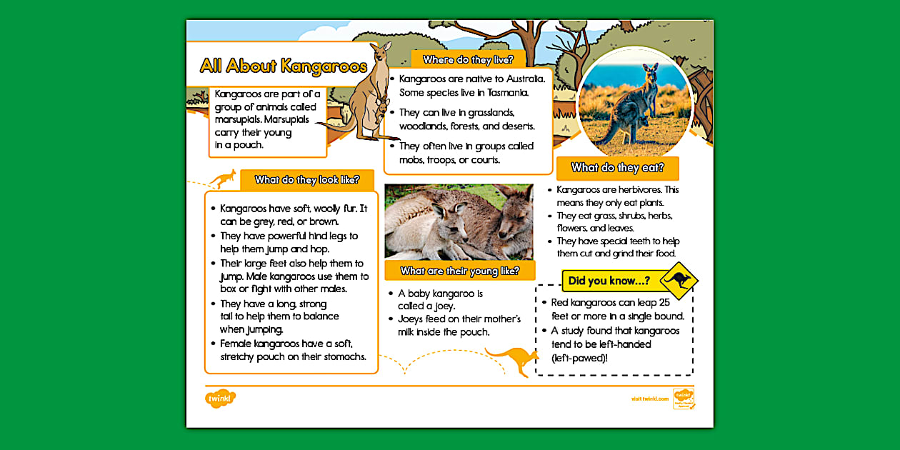 All about kangaroos fact file for k 2nd grade twinkl